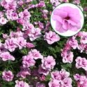 Afbeelding van Calibrachoa double P12 Pink Purple eye